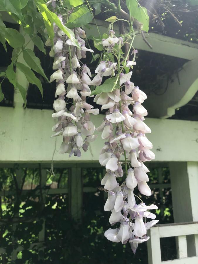 Wild Wisteria Chadds Ford Exterior foto