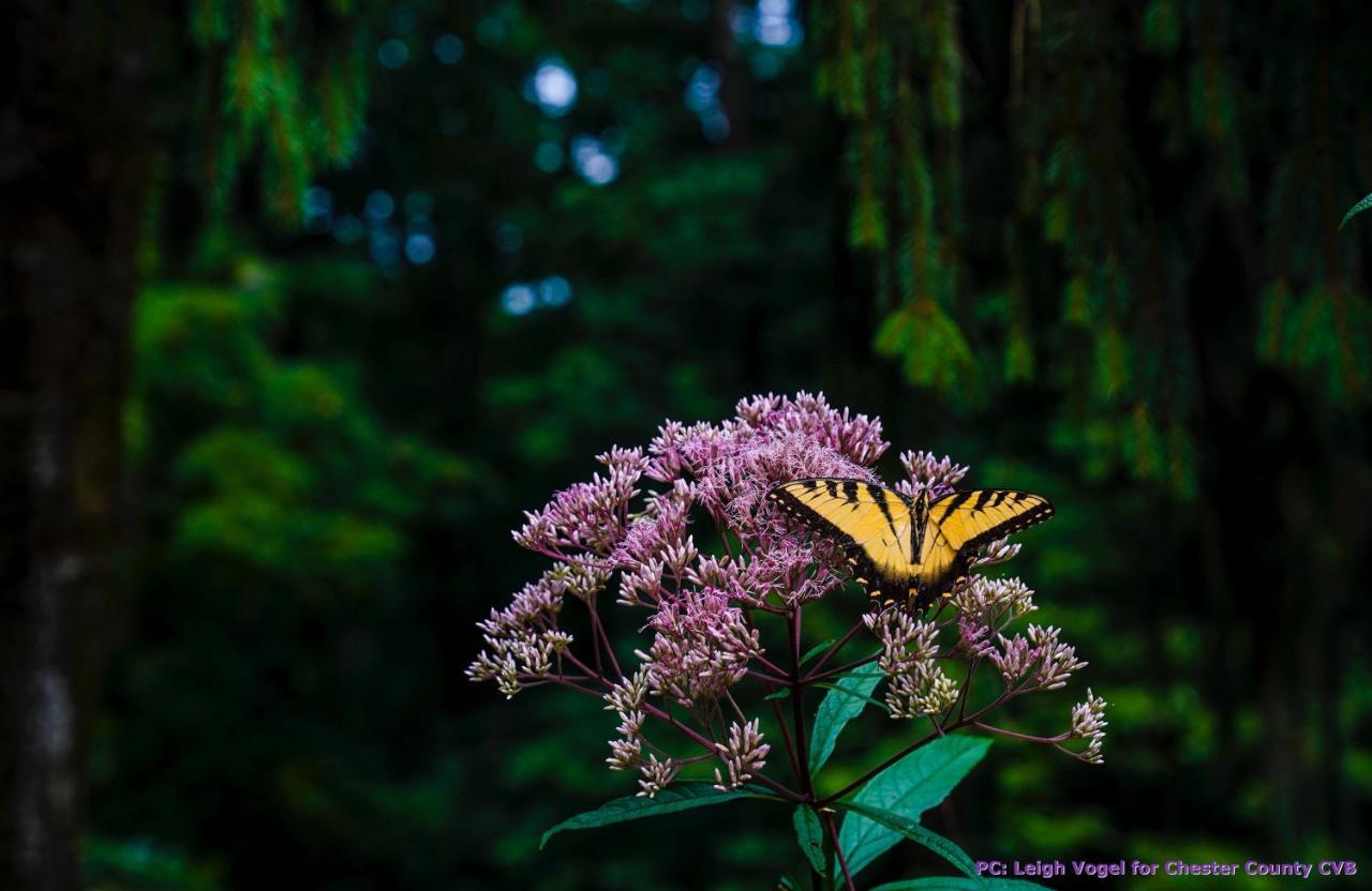 Wild Wisteria Chadds Ford Exterior foto